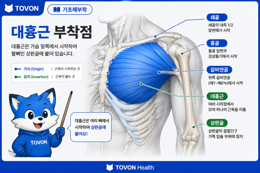 대흉근이란? 가슴 근육의 구조와 역할 쉽게 이해하기 대흉근의 기시와 상완골 정지 위치