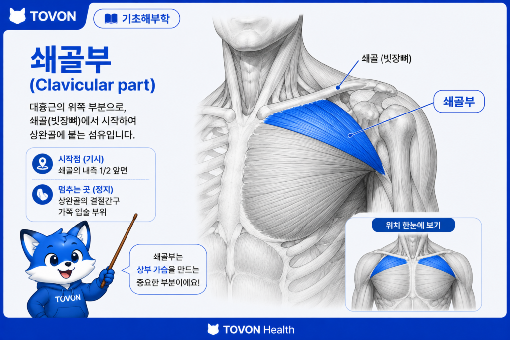 대흉근이란? 가슴 근육의 구조와 역할 쉽게 이해하기 대흉근 쇄골부의 위치와 방향