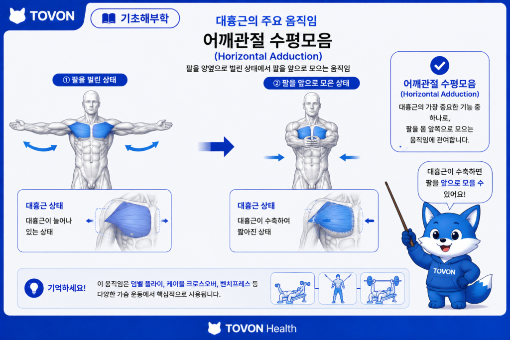 대흉근이란? 가슴 근육의 구조와 역할 쉽게 이해하기 대흉근 수평모음 해부학 인포그래픽