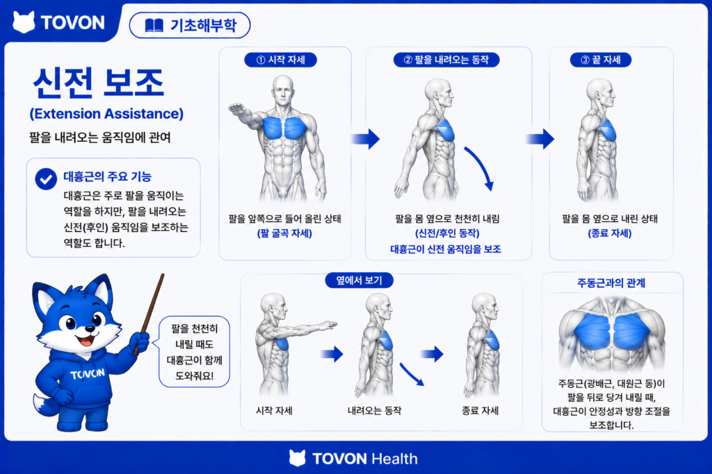 대흉근이란? 가슴 근육의 구조와 역할 쉽게 이해하기 대흉근 흉골늑골부가 팔을 아래로 내리는 움직임