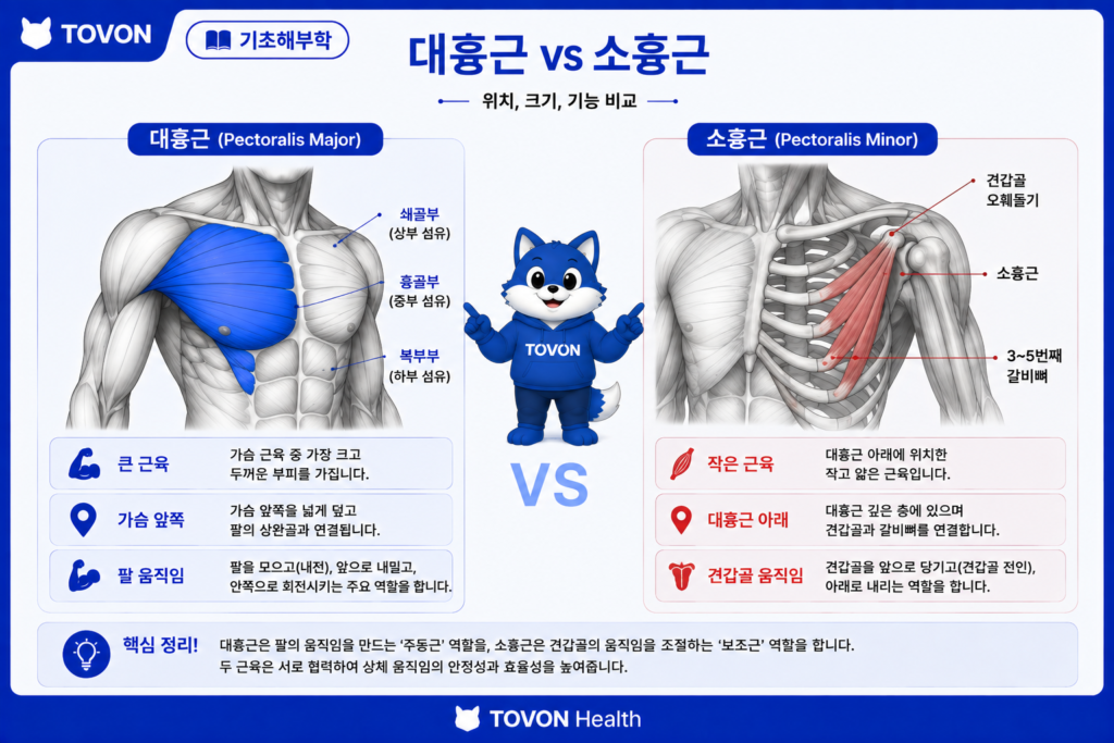 대흉근이란? 가슴 근육의 구조와 역할 쉽게 이해하기 대흉근 아래에 위치한 소흉근의 해부학적 위치