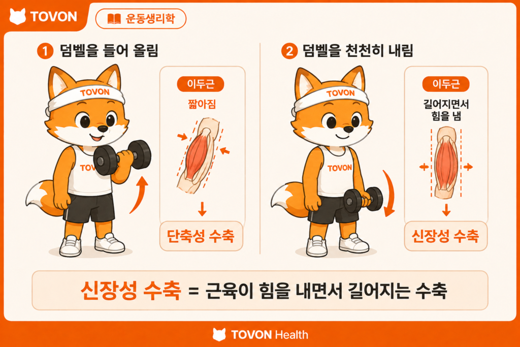 근육에 힘을 주면서 근육의 길이가 늘어나는 신장성 수축 과정