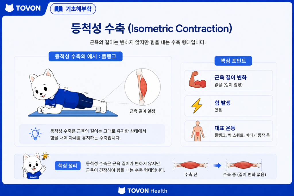 근육은 어떻게 움직일까? 근육 수축의 기본 원리 등척성 수축