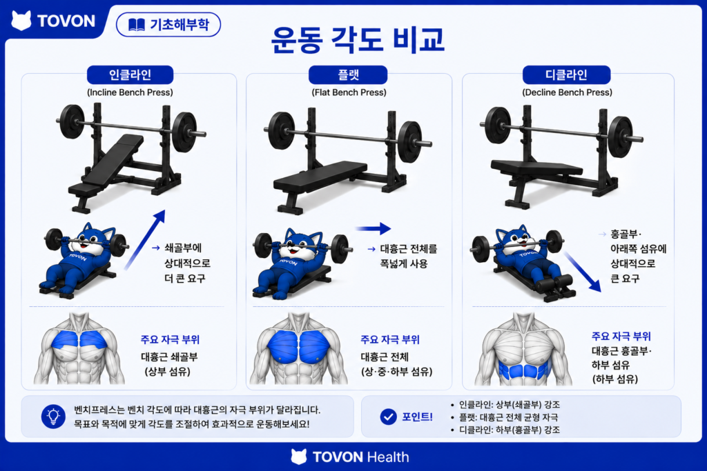 대흉근이란? 가슴 근육의 구조와 역할 쉽게 이해하기 인클라인 플랫 디클라인 프레스에서 대흉근 섬유의 차이