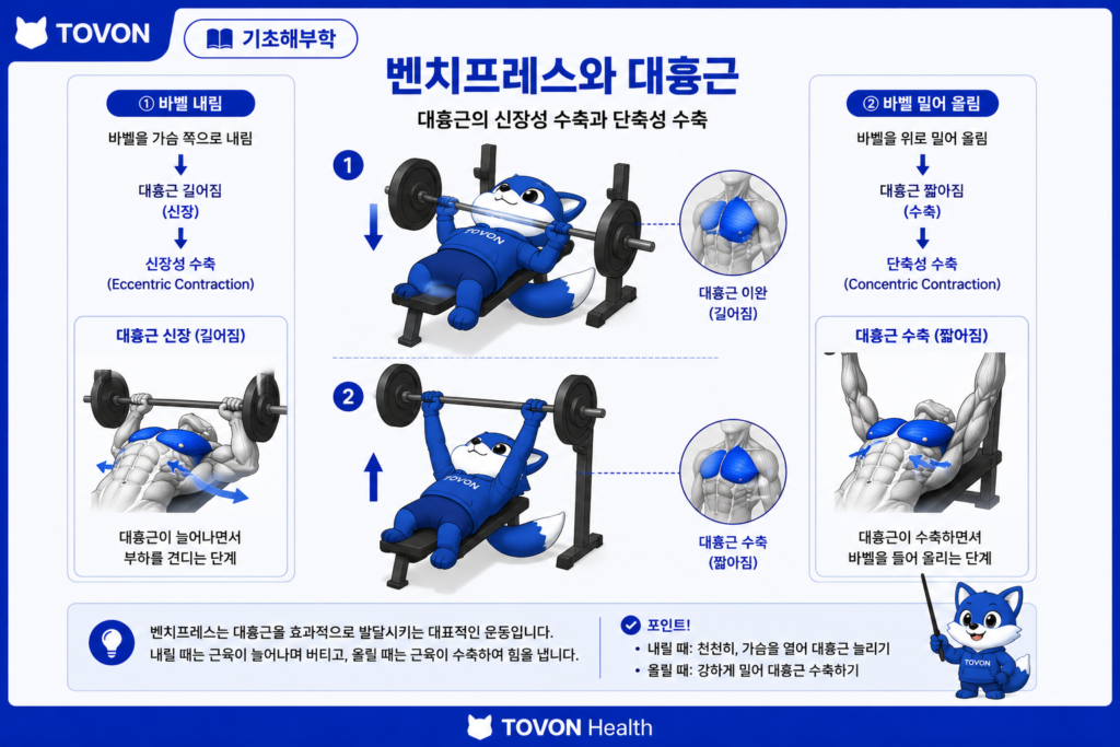 대흉근이란? 가슴 근육의 구조와 역할 쉽게 이해하기 벤치프레스에서 대흉근이 신장성 및 단축성 수축을 하는 과정