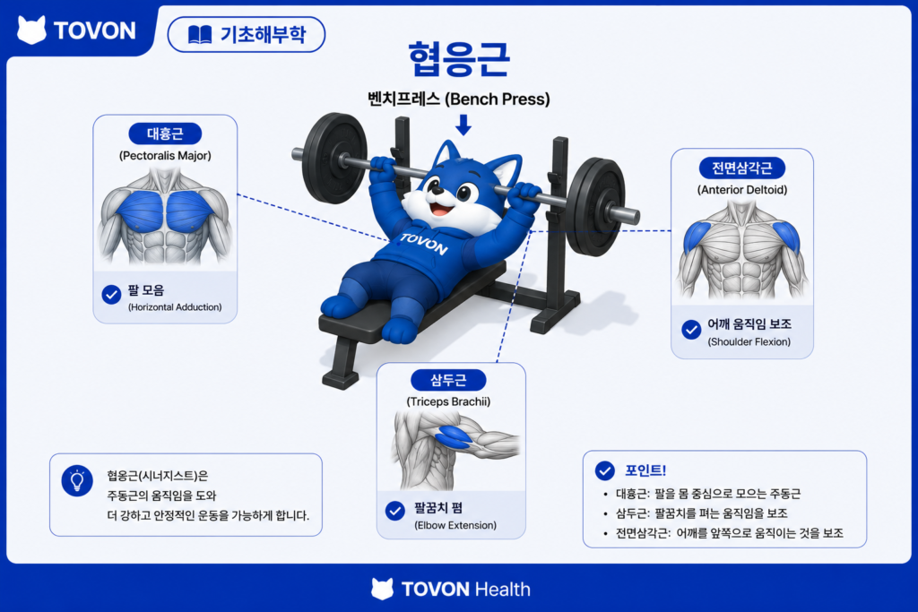 대흉근이란? 가슴 근육의 구조와 역할 쉽게 이해하기 벤치프레스에서 대흉근 삼두근 전면삼각근이 함께 작용하는 모습