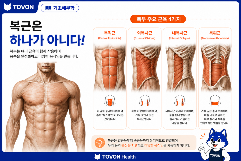 복근은 어떻게 구성되어 있을까? 4가지 복부 근육 쉽게 이해하기 복직근 외복사근 내복사근 복횡근으로 구성된 복부 근육 구조