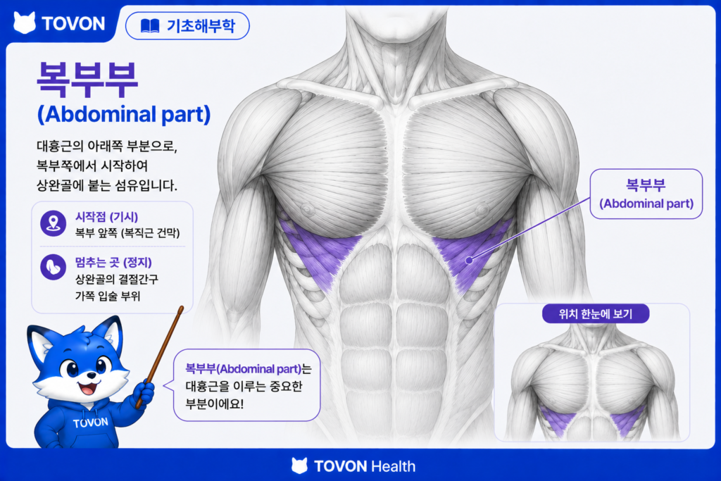 대흉근이란? 가슴 근육의 구조와 역할 쉽게 이해하기 복부부 인포그래픽
