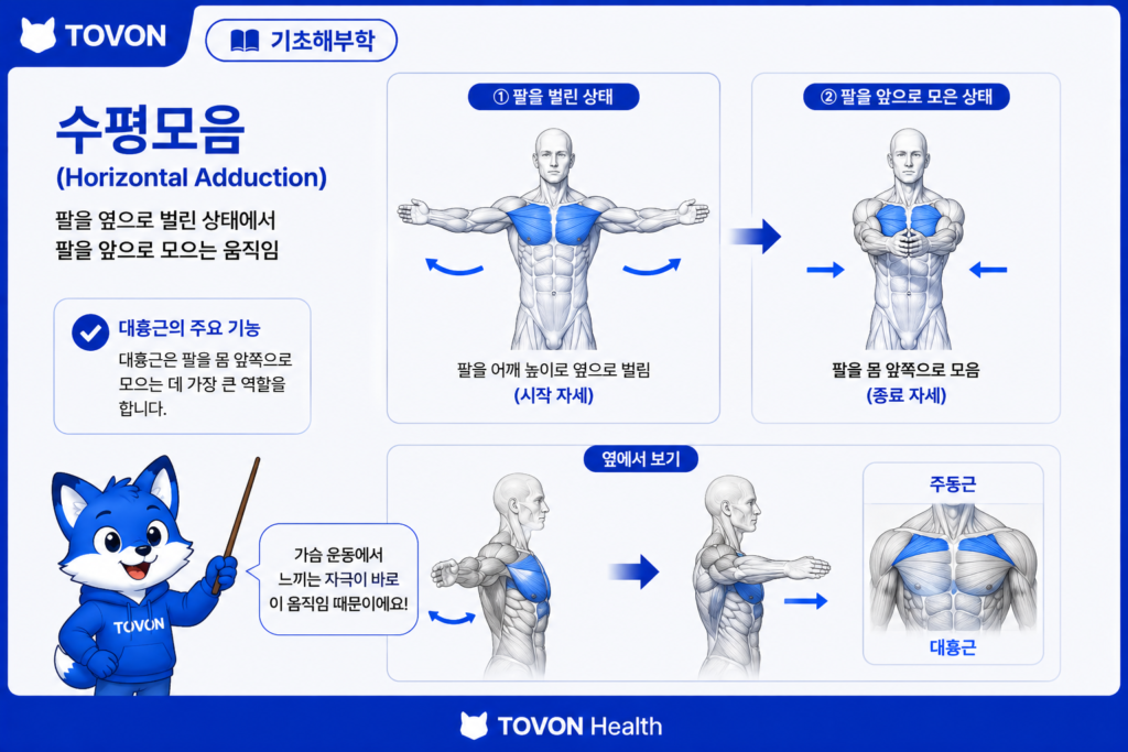 대흉근이란? 가슴 근육의 구조와 역할 쉽게 이해하기 대흉근이 팔을 몸 앞쪽으로 모으는 수평모음 동작