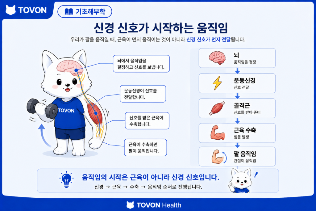 근육은 어떻게 움직일까? 근육 수축의 기본 원리 뇌의 신경 신호가 운동신경을 통해 근육에 전달되는 과정