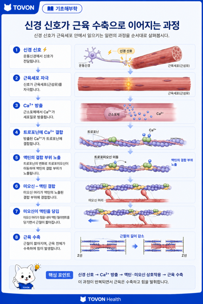 근육은 어떻게 움직일까? 근육 수축의 기본 원리 칼슘 방출과 트로포닌 및 트로포미오신의 작용을 통한 근육 수축 과정