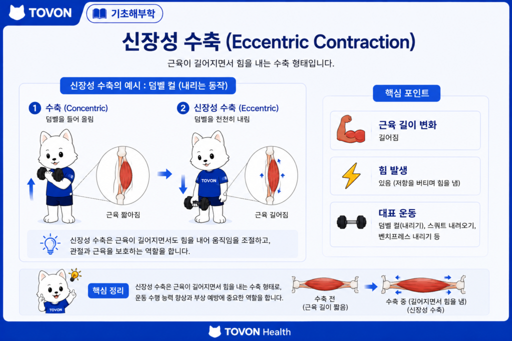 근육은 어떻게 움직일까? 근육 수축의 기본 원리 신장성 수축