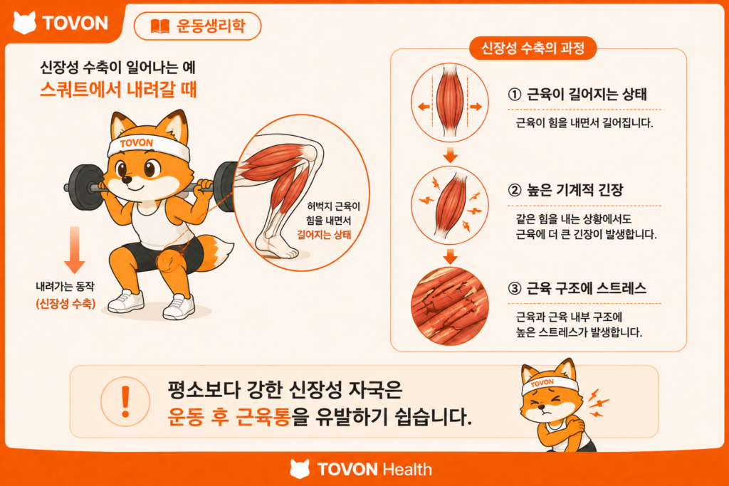 신장성 수축 후 근육에 높은 기계적 긴장이 발생하고 근육통이 나타나는 과정