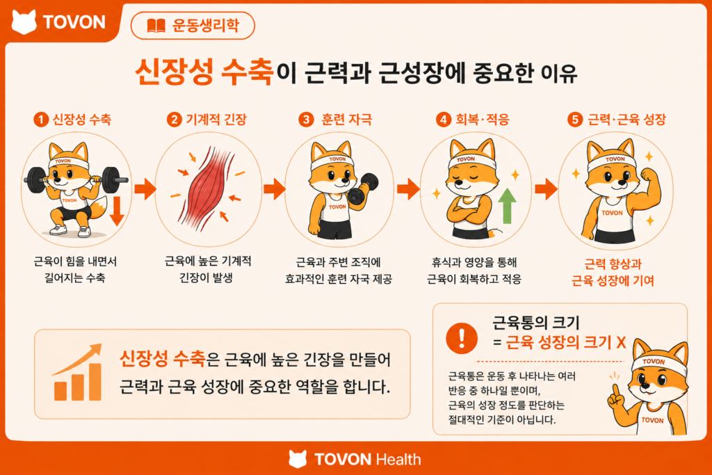 신장성 수축이 근육 성장과 운동 적응에 미치는 영향을 설명하는 인포그래픽
