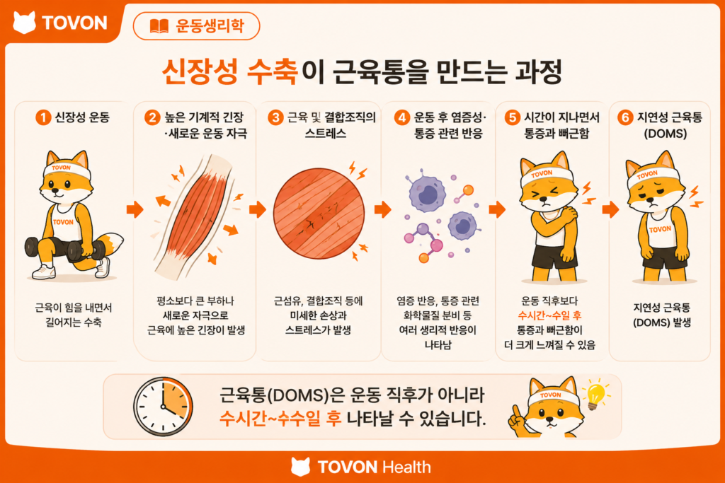 운동 후 여러 생리적 반응을 거쳐 지연성 근육통이 나타나는 과정