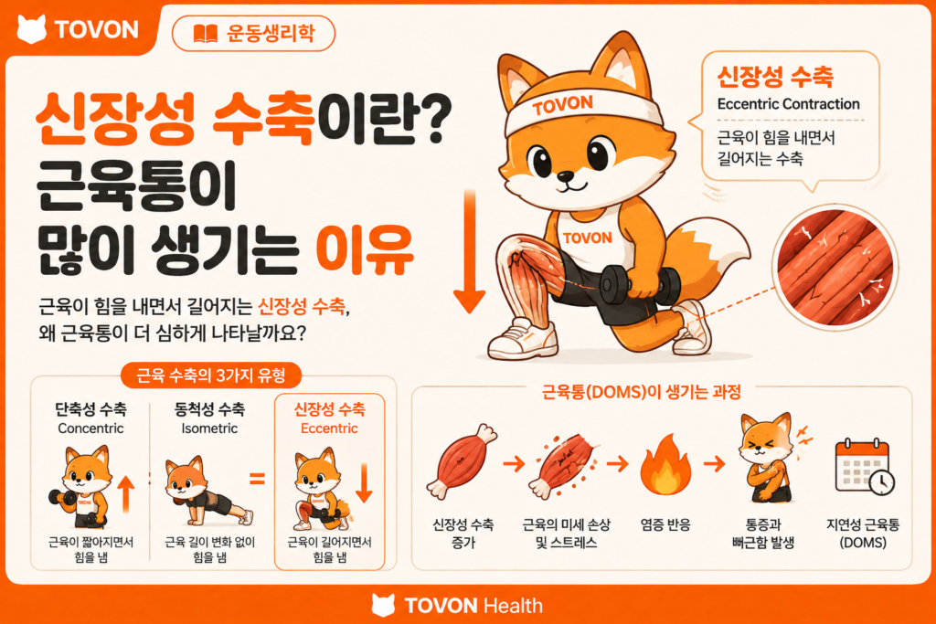 신장성 수축과 운동 후 근육통의 관계를 설명하는 토번이 인포그래픽