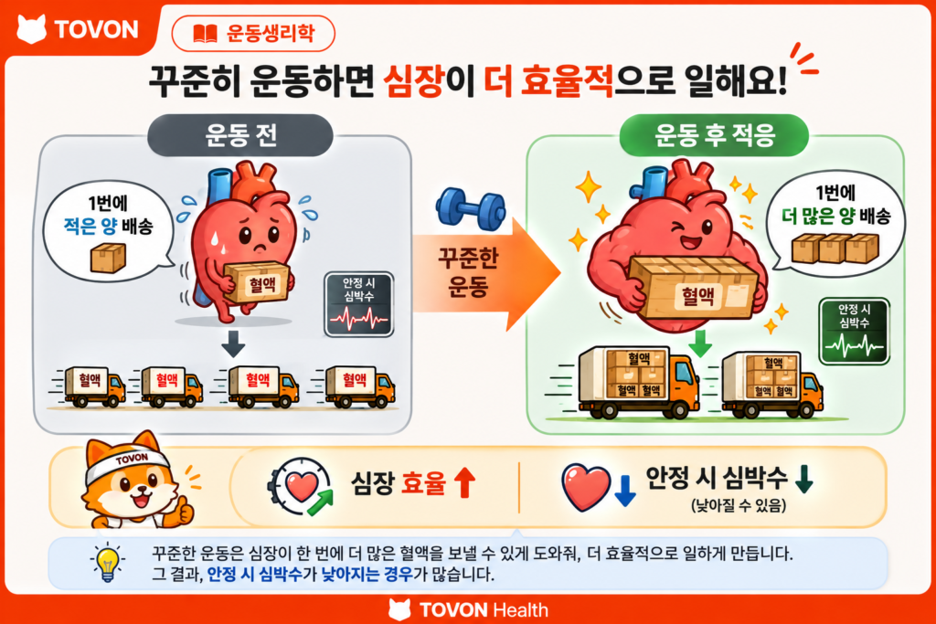 운동하면 심박수가 올라가는 이유는 무엇일까? 규칙적인 운동으로 심장의 혈액 공급 효율이 높아지고 안정 시 심박수가 낮아지는 과정을 보여주는 그림