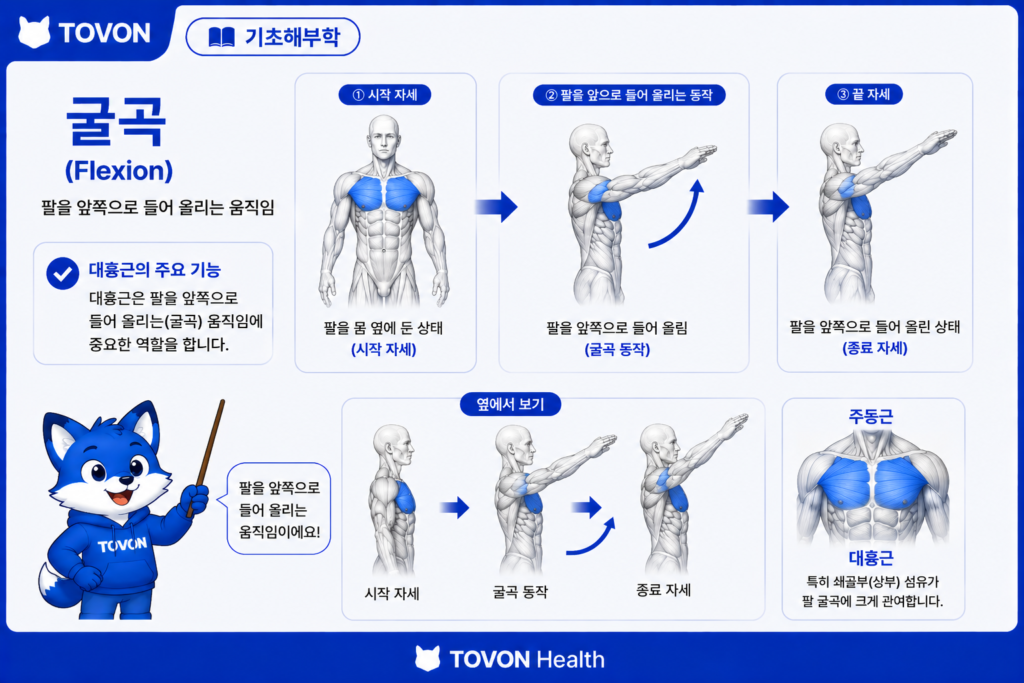 대흉근이란? 가슴 근육의 구조와 역할 쉽게 이해하기 대흉근 쇄골부가 팔을 앞으로 들어 올리는 움직임