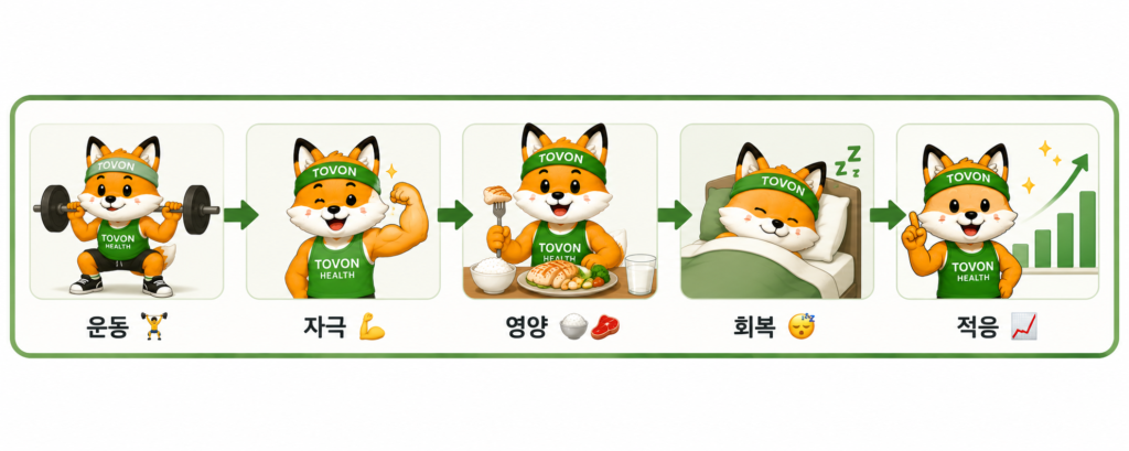 단백질은 왜 근육에 필요할까? 초보자를 위한 단백질 이야기 요약 인포그래픽