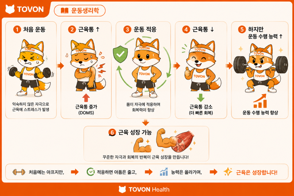 근육은 어떻게 성장할까? 근비대의 기본 원리 운동 적응에 따라 근육통은 감소하지만 운동 수행능력은 향상되는 과정