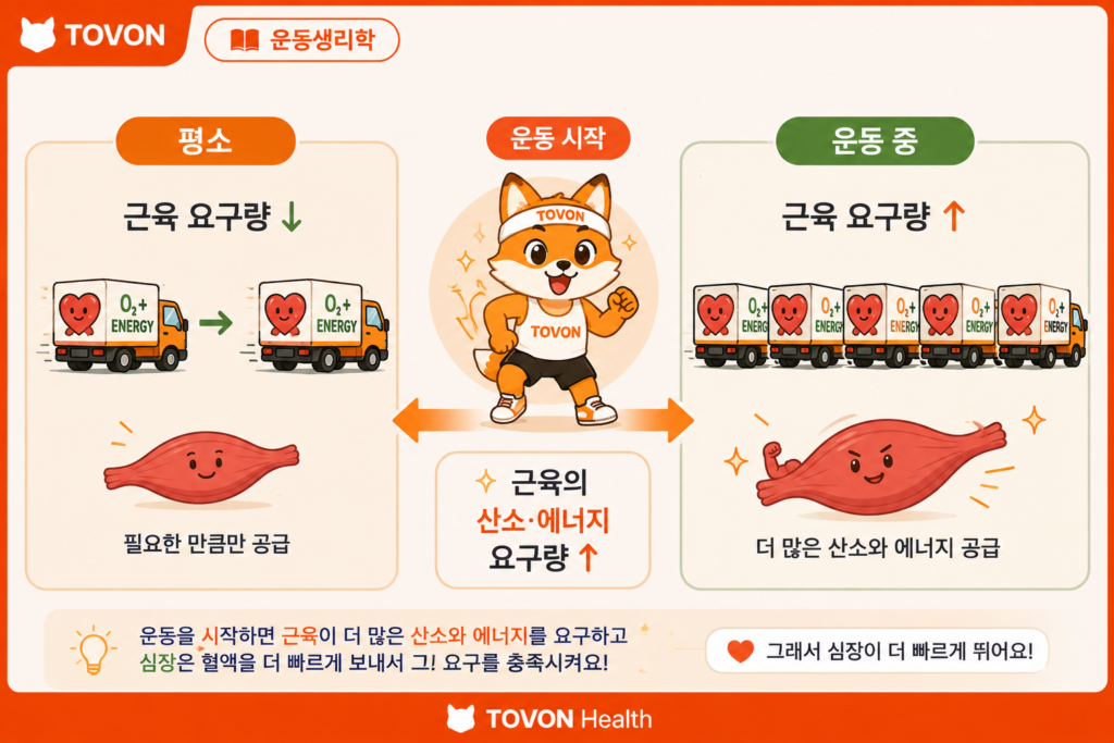 운동하면 심박수가 올라가는 이유는 무엇일까? 운동 전후 근육의 산소와 에너지 요구량 증가에 따라 심장이 더 자주 뛰는 과정