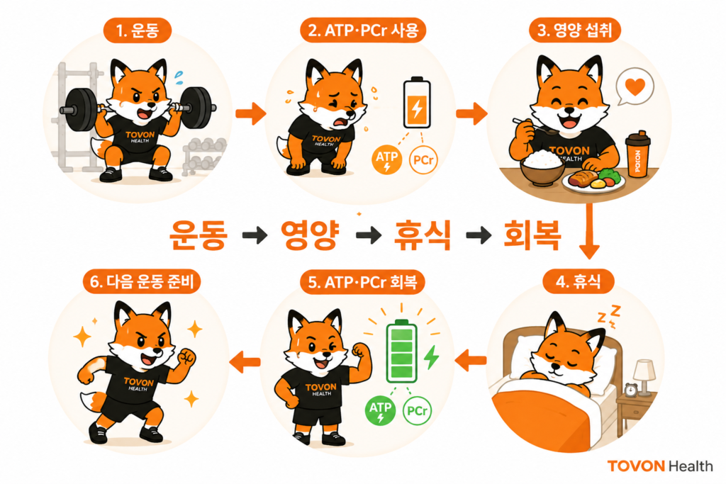 ATP란 무엇일까? 운동 에너지 시스템 3가지 쉽게 이해하기 운동 후 ATP와 크레아틴인산 및 근육 글리코겐이 회복되는 과정