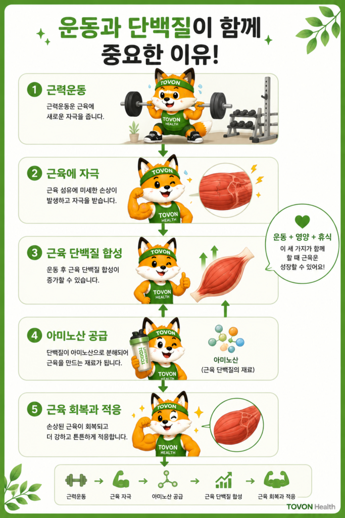 단백질은 왜 근육에 필요할까? 초보자를 위한 단백질 이야기 근력운동 후 근육 단백질 합성과 단백질 섭취의 관계