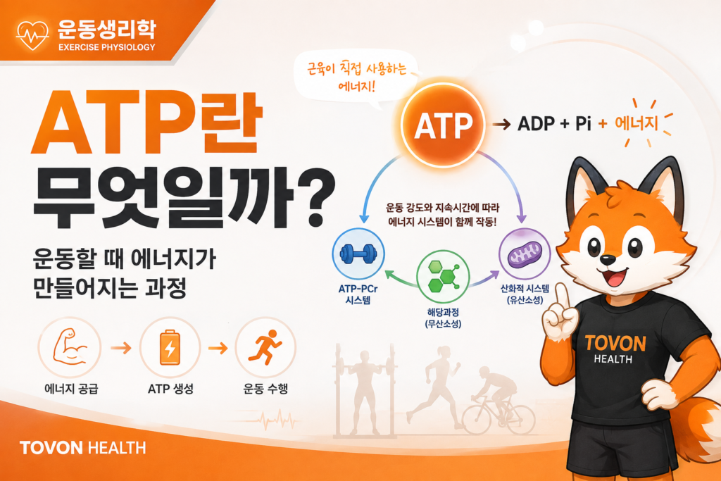 ATP란 무엇일까? 운동 에너지 시스템 3가지 쉽게 이해하기 ATP와 운동 에너지 생성 과정을 설명하는 TOVON Health 인포그래픽