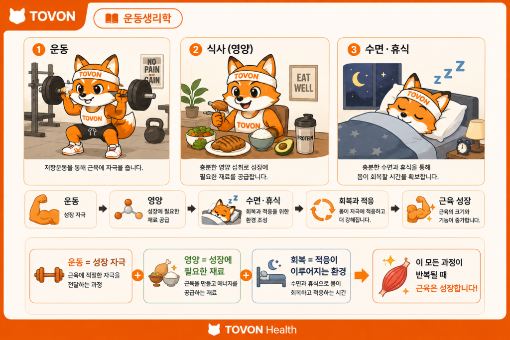 근육은 어떻게 성장할까? 근비대의 기본 원리 운동 후 수면과 휴식을 통한 근육 회복과 적응