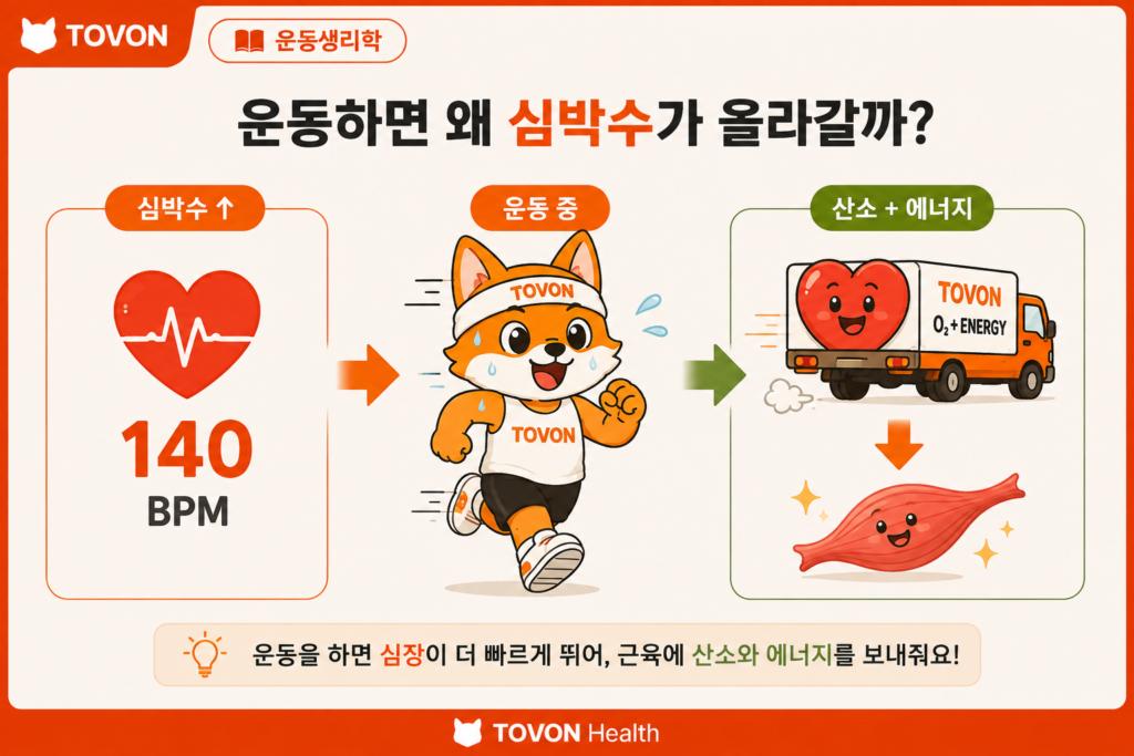 운동하면 심박수가 올라가는 이유는 무엇일까? 운동 중 심박수가 올라가는 이유와 심장의 혈액 공급 과정을 보여주는 인포그래픽