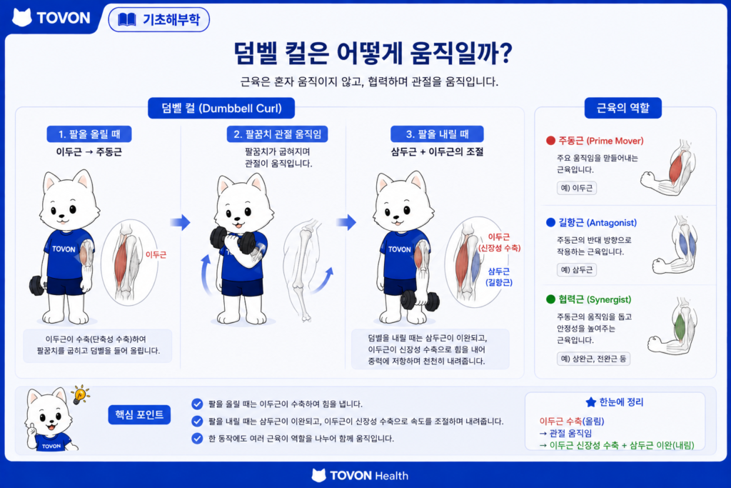 근육은 어떻게 움직일까? 근육 수축의 기본 원리 덤벨 컬에서 이두근과 주변 근육이 함께 작용하는 모습