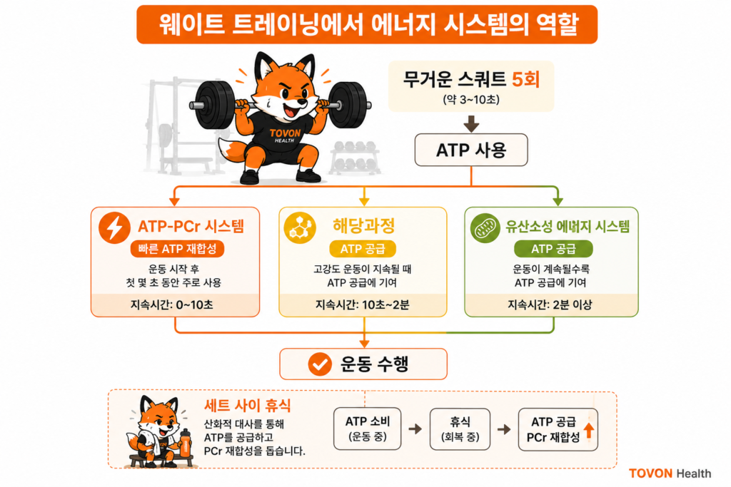 ATP란 무엇일까? 운동 에너지 시스템 3가지 쉽게 이해하기 웨이트 트레이닝 중 ATP-PCr 시스템과 해당과정 및 유산소성 시스템이 함께 ATP를 공급하는 과정
