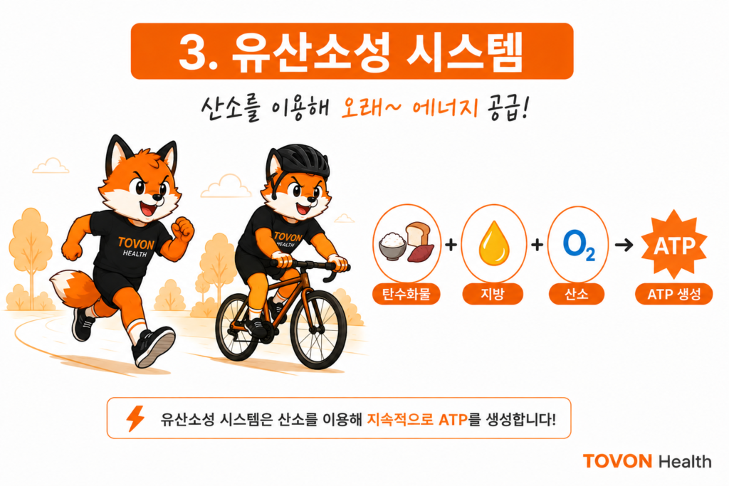 ATP란 무엇일까? 운동 에너지 시스템 3가지 쉽게 이해하기 산소를 이용해 탄수화물과 지방으로 ATP를 생성하는 유산소성 에너지 시스템