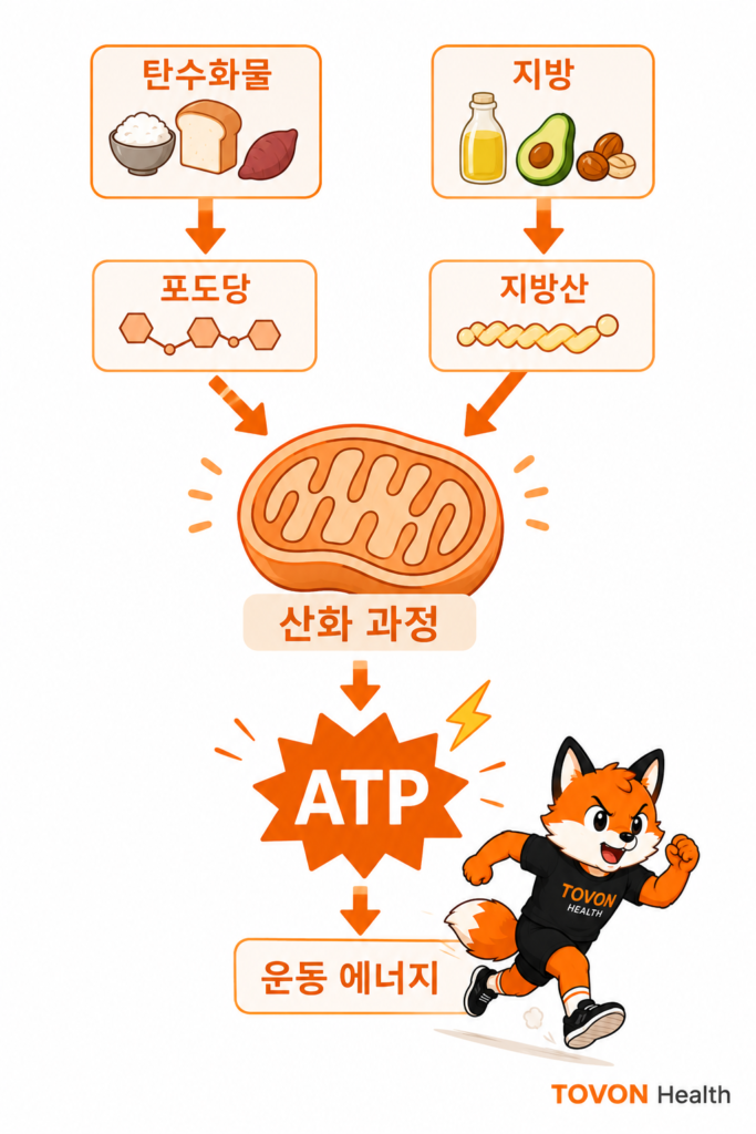 ATP란 무엇일까? 운동 에너지 시스템 3가지 쉽게 이해하기 탄수화물이 피루브산과 아세틸-CoA를 거쳐 TCA 회로와 전자전달계에서 ATP를 생성하는 과정