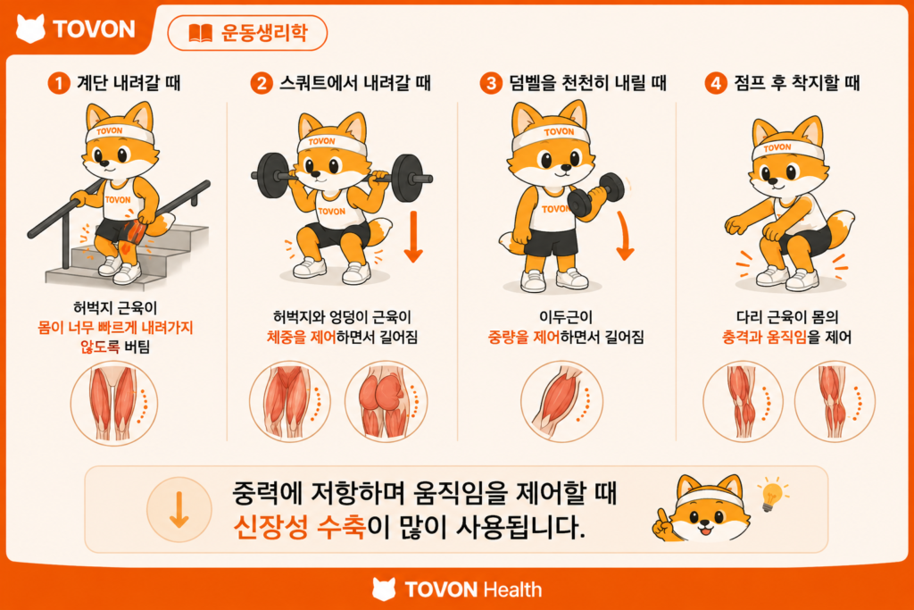 계단을 내려가거나 물건을 내릴 때 나타나는 신장성 수축 예시