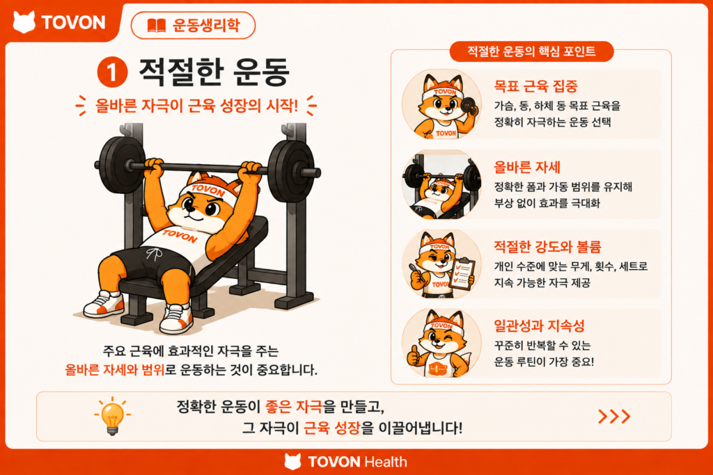 근육은 어떻게 성장할까? 근비대의 기본 원리 근비대를 위한 적절한 운동
