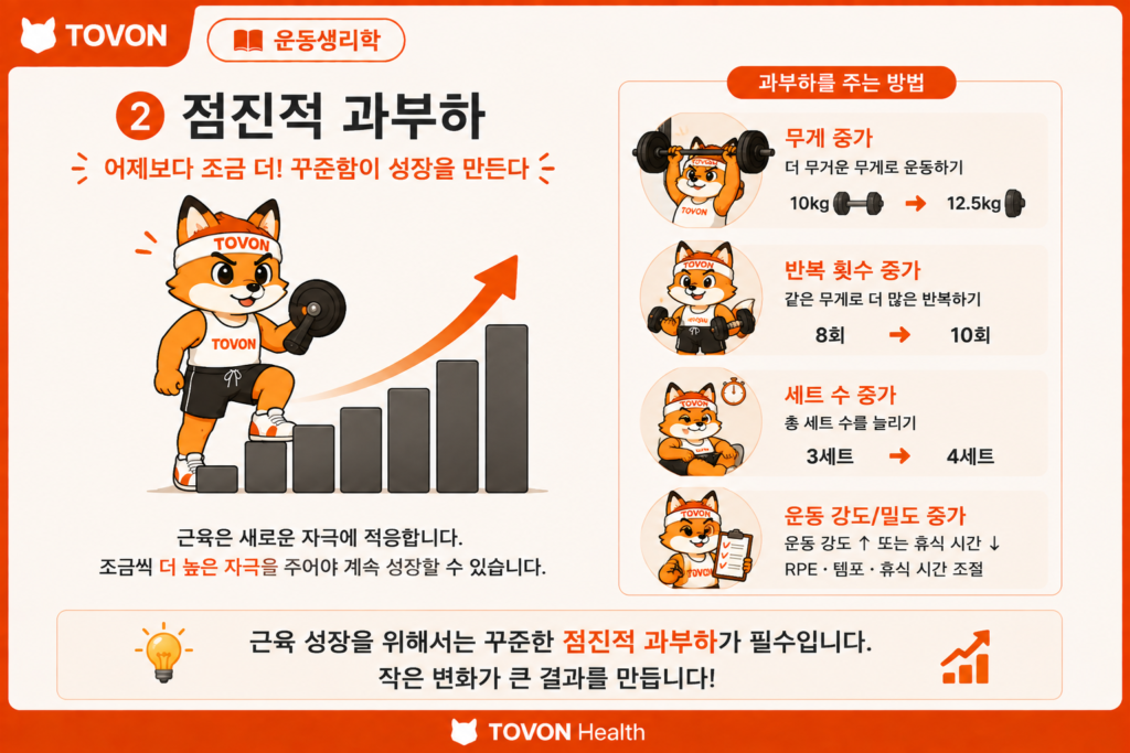 근육은 어떻게 성장할까? 근비대의 기본 원리 근비대를 위한 점진적 과부하