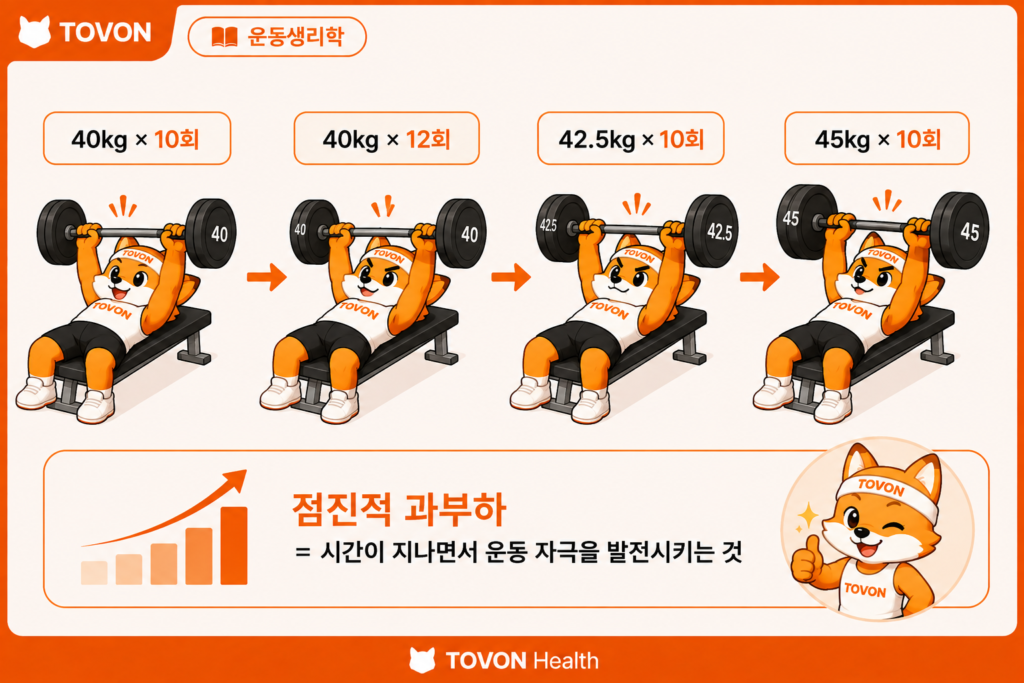 근육은 어떻게 성장할까? 근비대의 기본 원리 벤치프레스 중량과 반복 횟수를 점진적으로 증가시키는 과정
