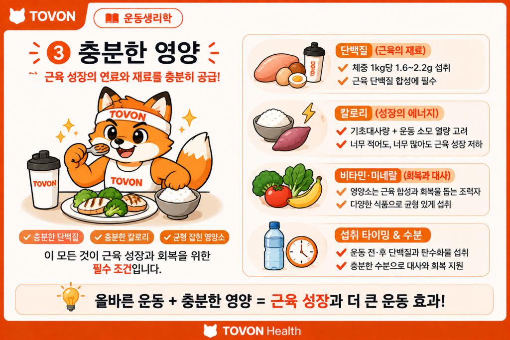 근육은 어떻게 성장할까? 근비대의 기본 원리 근비대에 필요한 충분한 영양