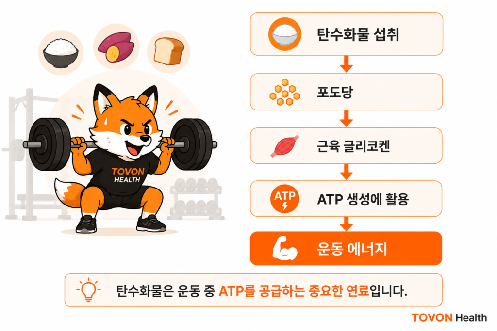 ATP란 무엇일까? 운동 에너지 시스템 3가지 쉽게 이해하기 탄수화물이 포도당과 글리코겐 형태로 저장되어 운동 중 ATP 생성에 사용되는 과정