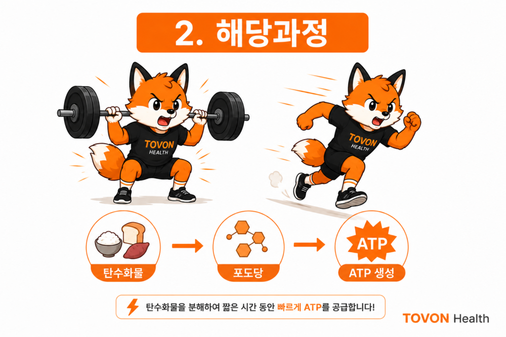 ATP란 무엇일까? 운동 에너지 시스템 3가지 쉽게 이해하기 탄수화물이 해당과정을 거쳐 ATP를 생성하는 에너지 대사 과정