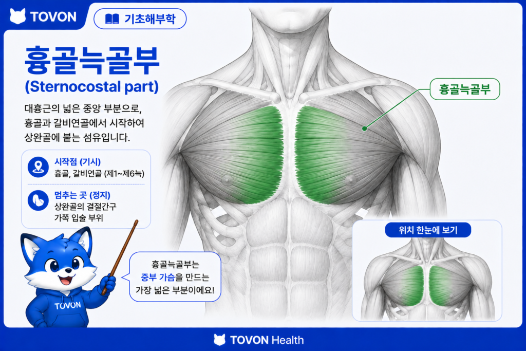 대흉근이란? 가슴 근육의 구조와 역할 쉽게 이해하기 대흉근 흉골늑골부의 위치와 근섬유 방향