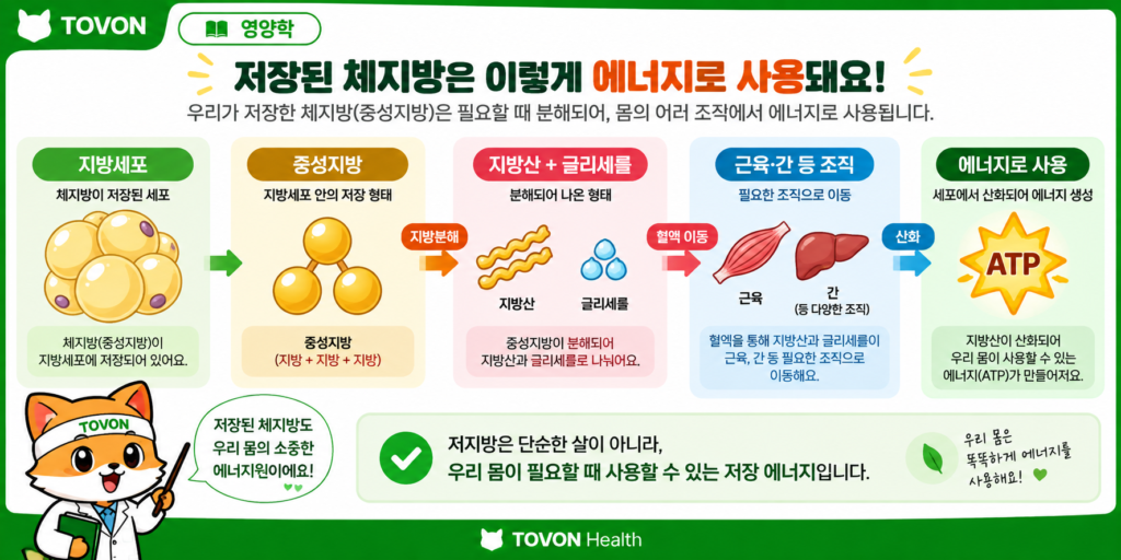 체지방은 어떻게 줄어들까? 다이어트와 칼로리 적자의 원리 지방세포의 중성지방이 지방산으로 분해되어 에너지로 사용되는 과정