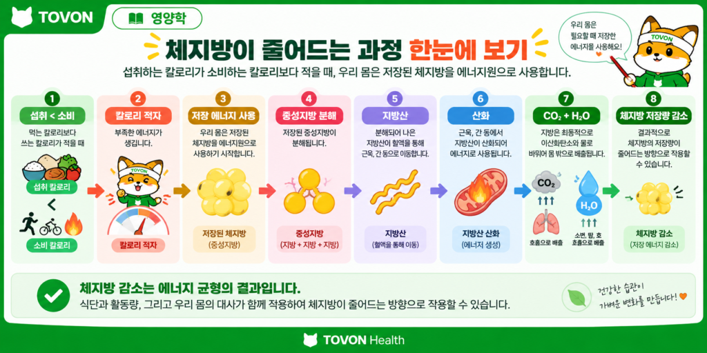 체지방은 어떻게 줄어들까? 다이어트와 칼로리 적자의 원리 칼로리 적자부터 저장된 체지방 사용까지 체지방 감소 원리를 정리한 이미지