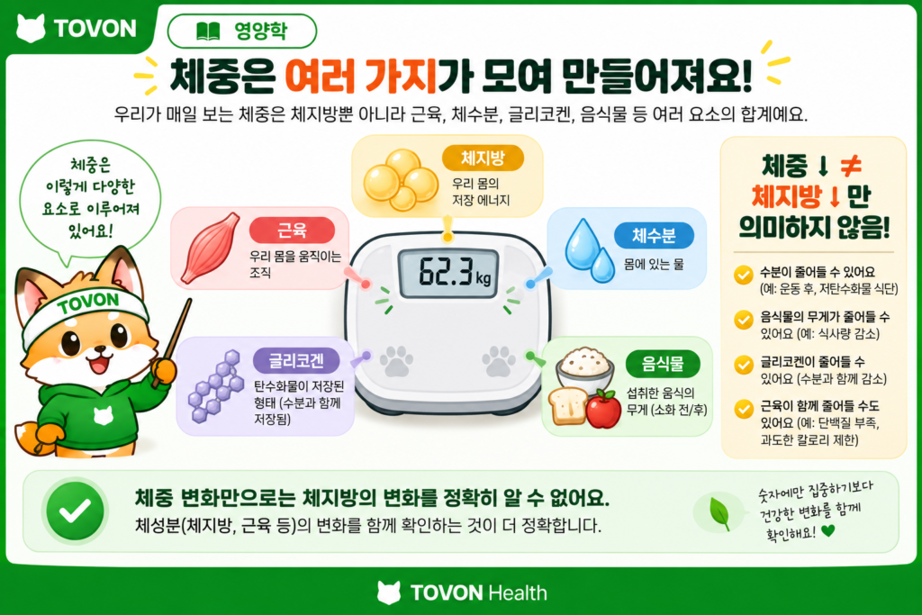 체지방은 어떻게 줄어들까? 다이어트와 칼로리 적자의 원리 체중과 체지방이 체수분과 근육 등 여러 요소의 영향을 받는 것을 보여주는 이미지