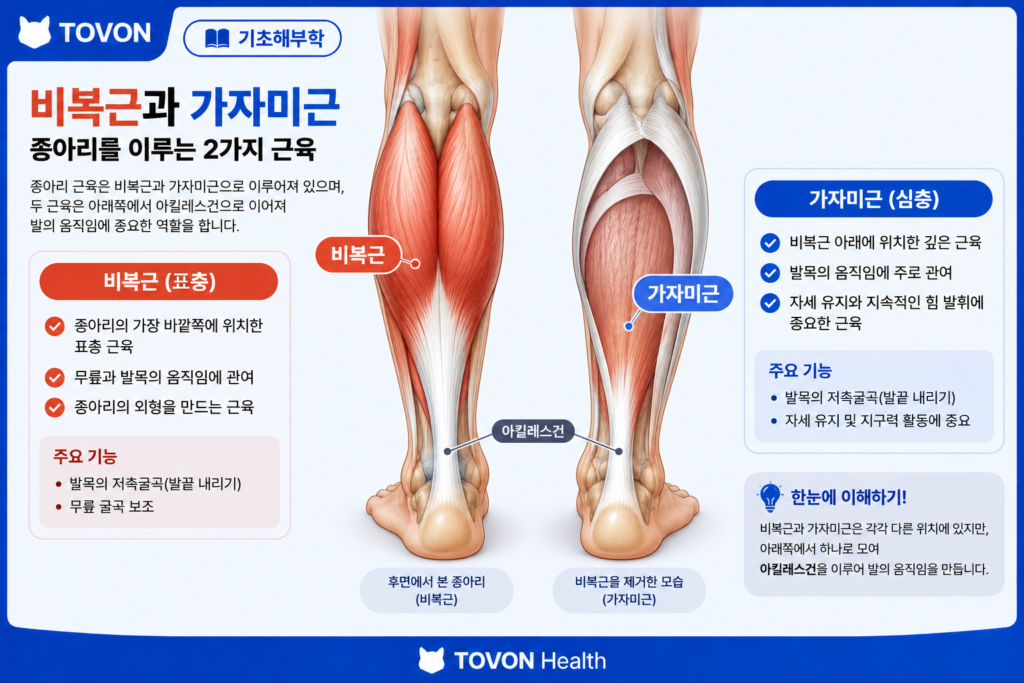 종아리 근육이란? 비복근과 가자미근의 구조와 역할 종아리 근육의 표층 비복근과 깊은층 가자미근 구조