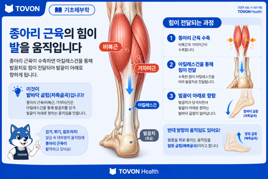 종아리 근육이란? 비복근과 가자미근의 구조와 역할 종아리 근육의 발바닥 굽힘과 발끝을 아래로 내리는 움직임