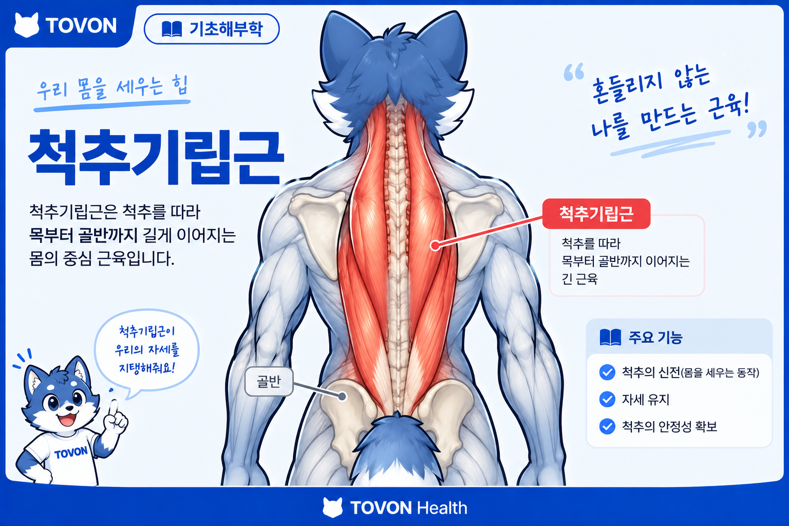 척추 양옆을 따라 길게 이어지는 척추기립근의 위치