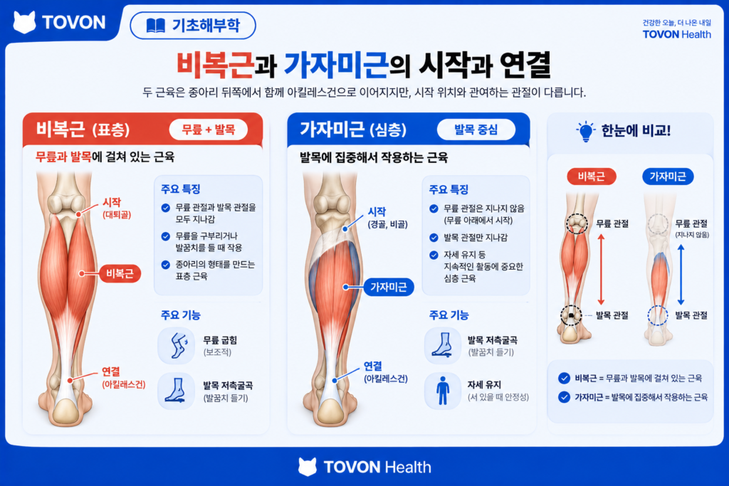 종아리 근육이란? 비복근과 가자미근의 구조와 역할 비복근과 가자미근의 해부학적 위치와 관절 통과 구조