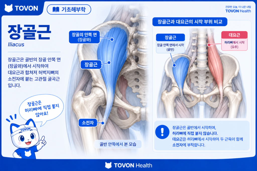 장요근이란? 고관절을 움직이는 깊은 근육의 구조와 역할 골반 안쪽에서 시작하는 장골근의 구조